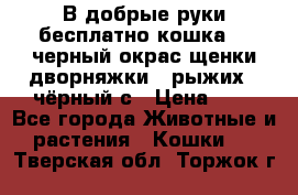В добрые руки бесплатно,кошка,2.5черный окрас,щенки дворняжки,3 рыжих 1 чёрный,с › Цена ­ - - Все города Животные и растения » Кошки   . Тверская обл.,Торжок г.